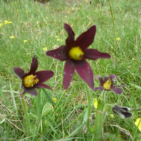 Daire Le Domaine De Fonteline Allègre